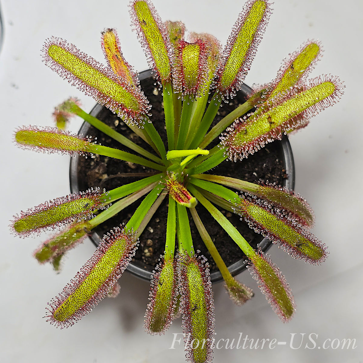 Wide Leaf Cape Sundew pink flowering carnivorous plant.