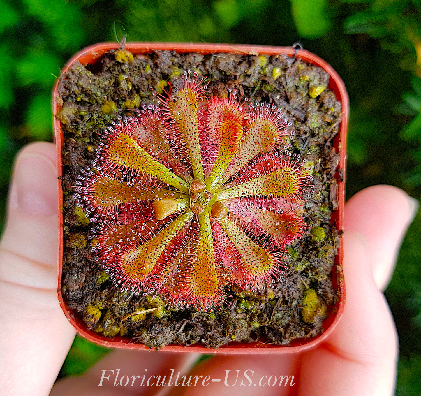Drosera Spatulata Var. Lovellae, Sundew for sale