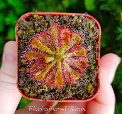 Drosera Spatulata Var. Lovellae, Sundew for sale