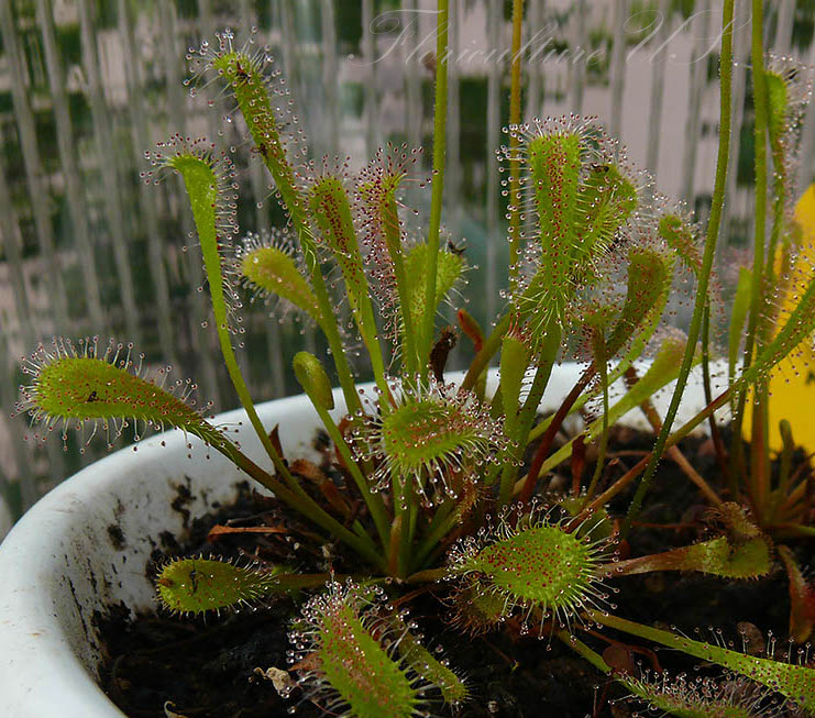 Drosera Nidiformis, Sundew, Predator Plant
