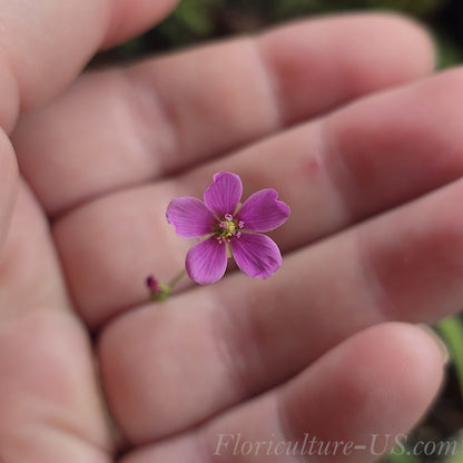 Flower Drosera Nidiformis, Sundew