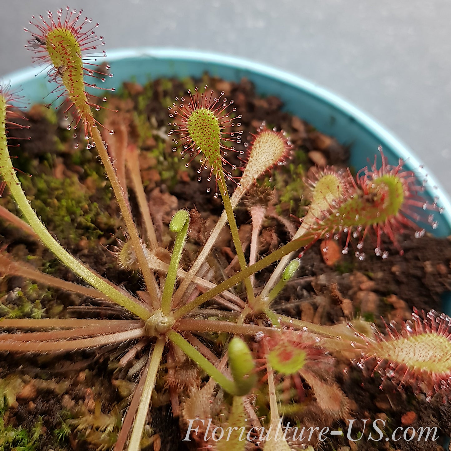 Drosera Nidiformis, Sundew