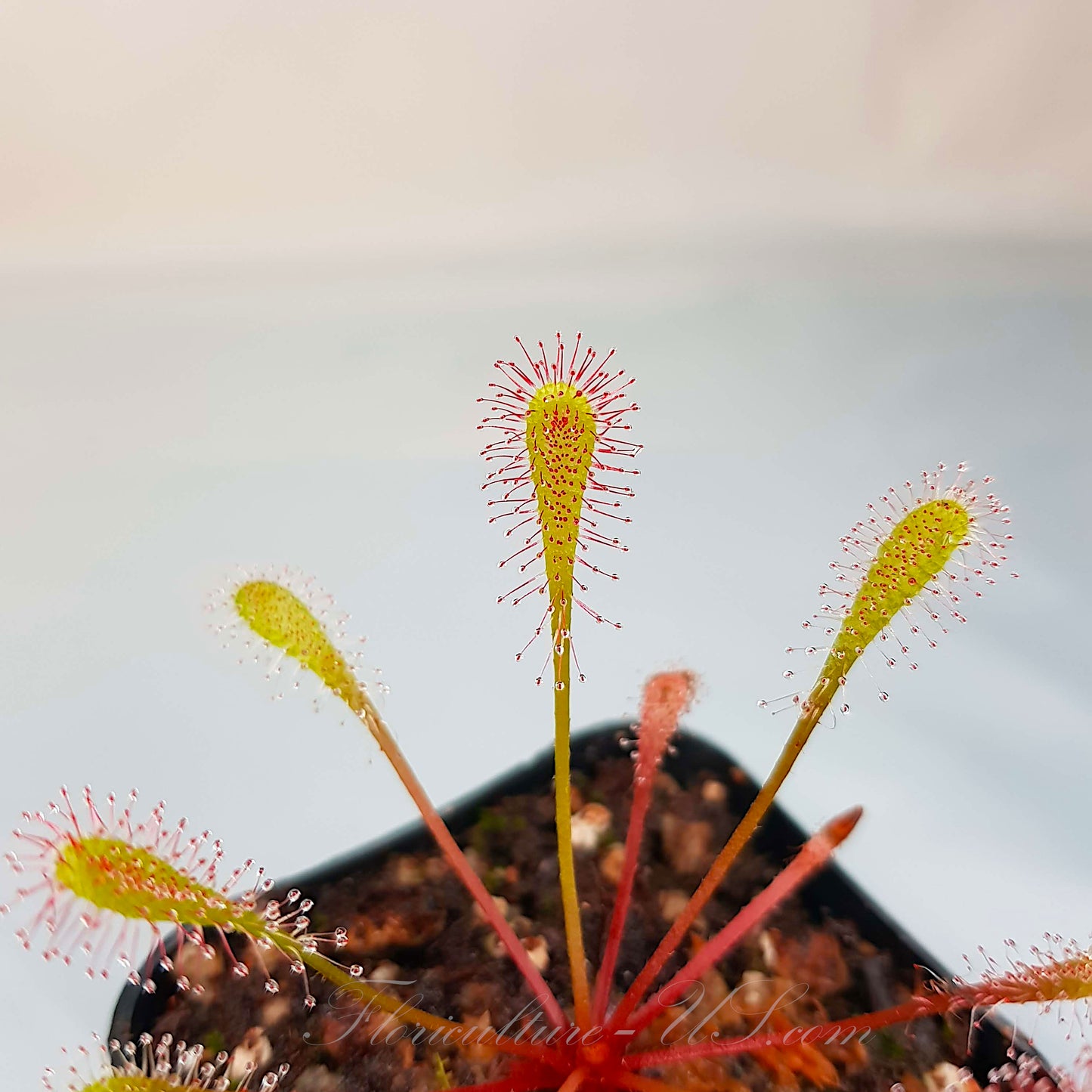Drosera Nidiformis, Sundew