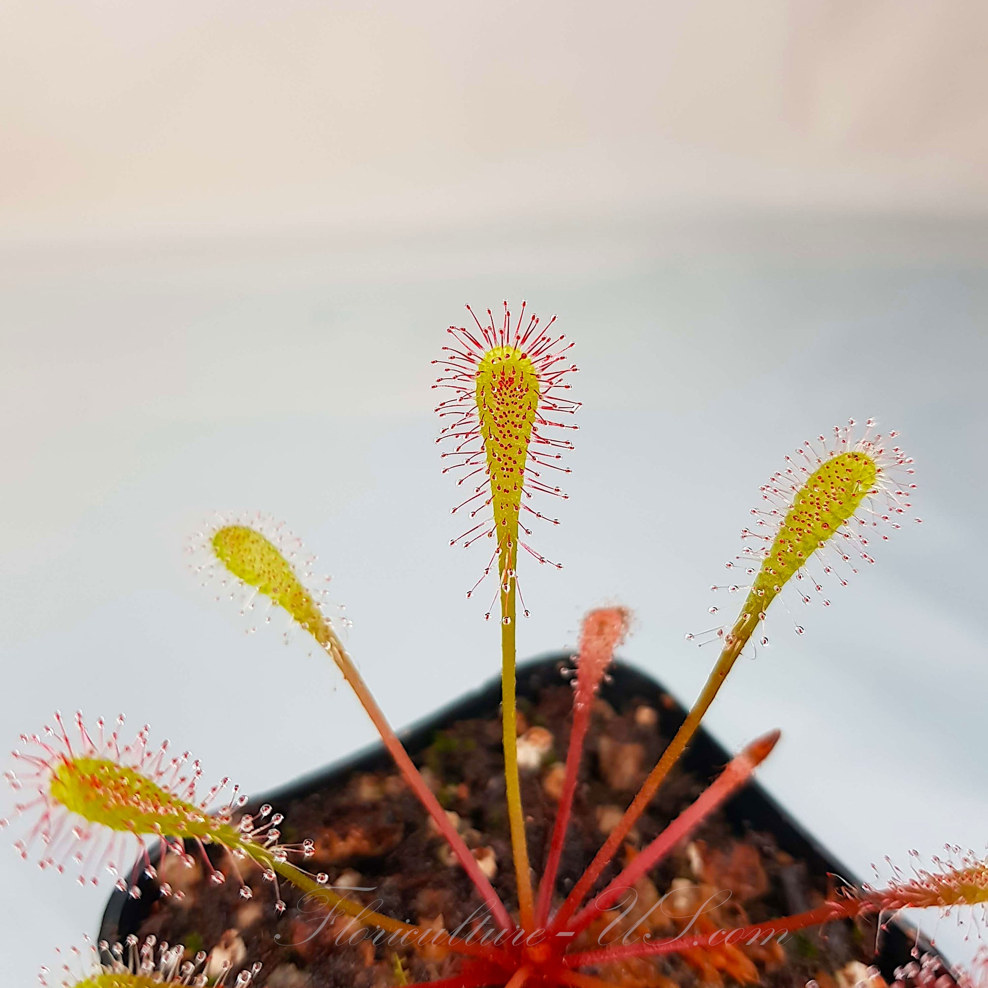 Drosera Nidiformis, Sundew