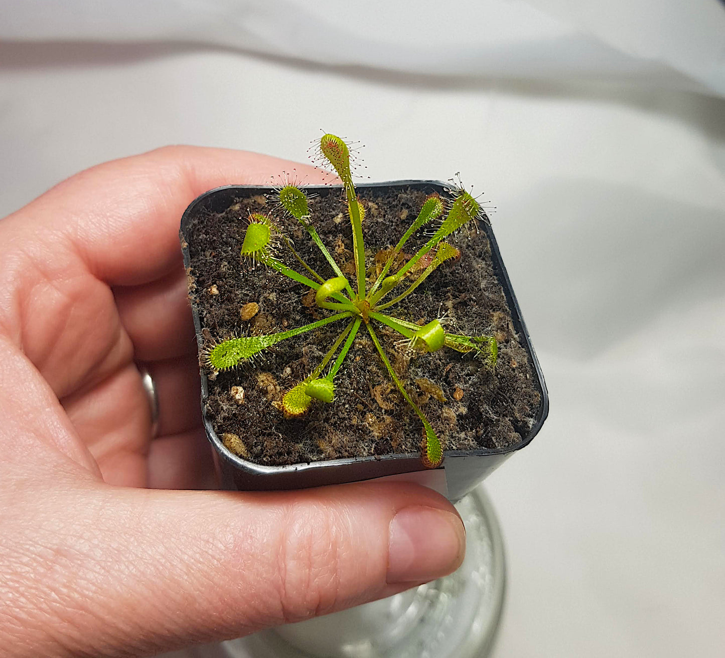Drosera Nidiformis, Sundew for sale