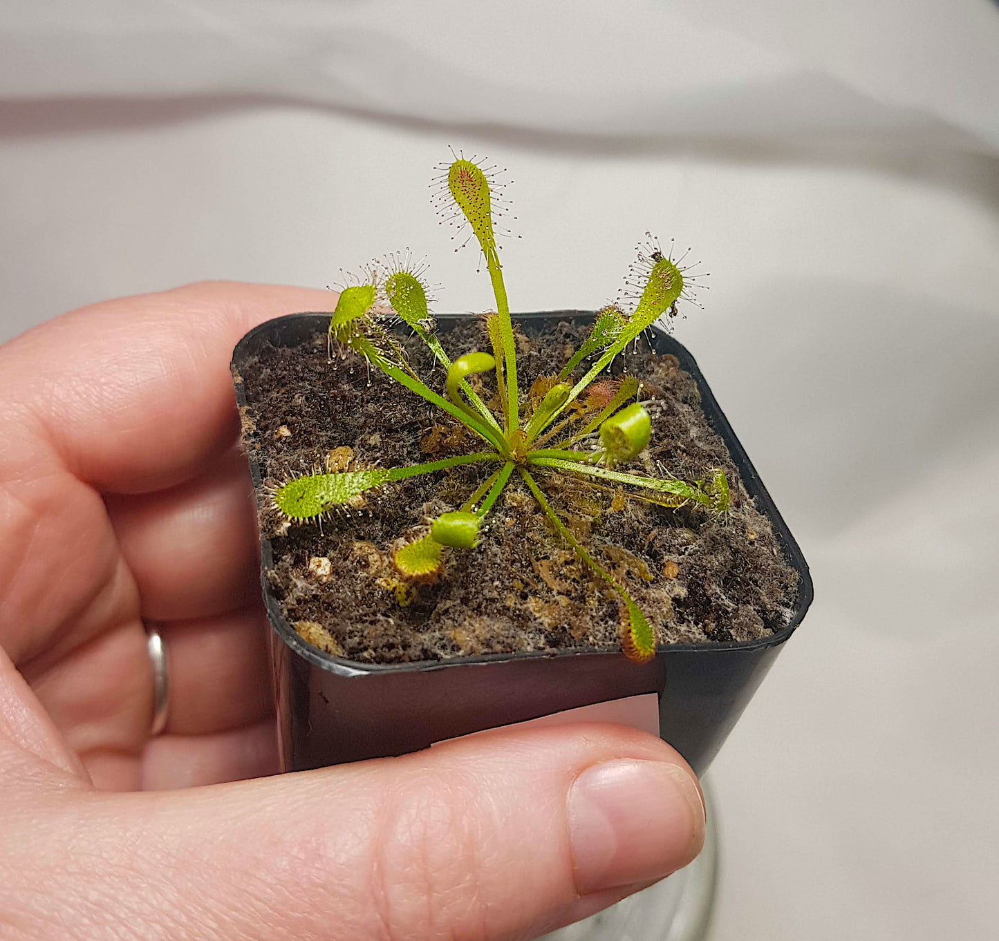 Drosera Nidiformis, Sundew