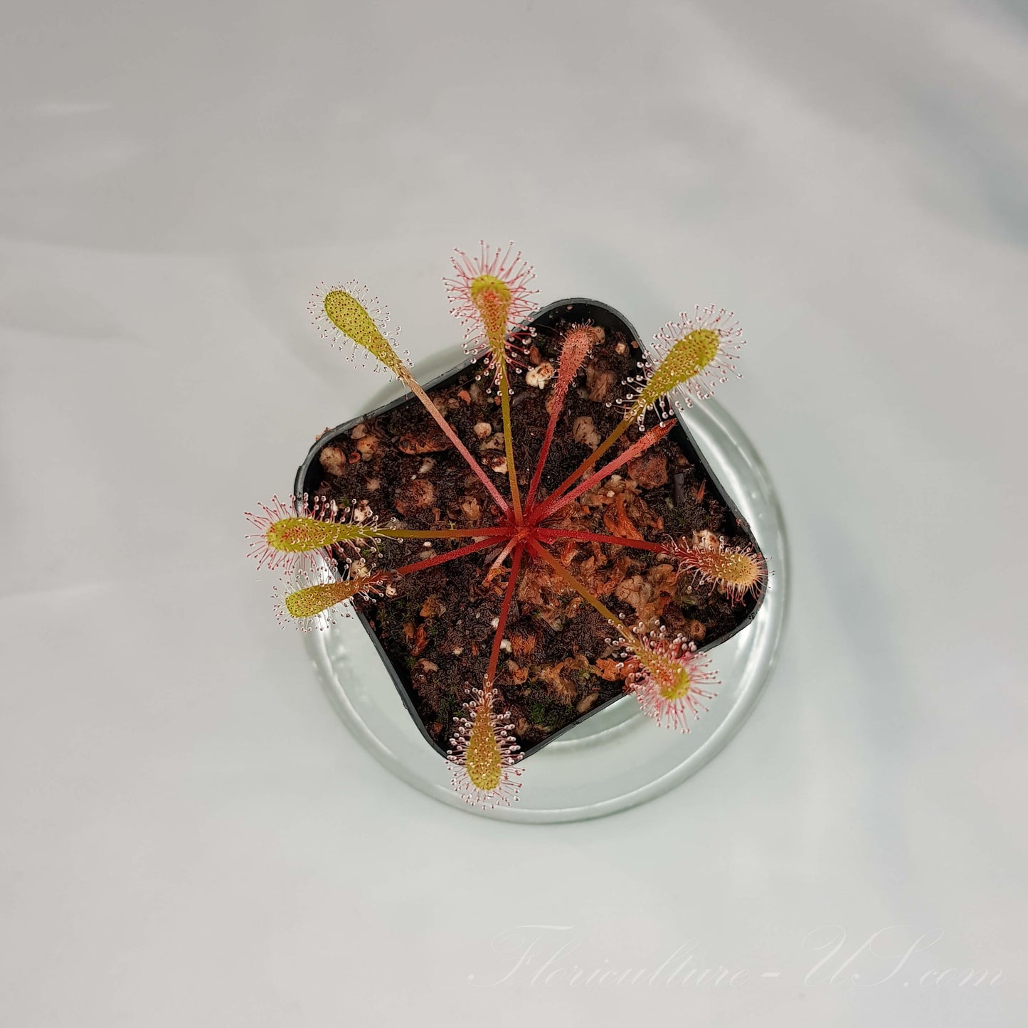 Drosera Nidiformis, Sundew, Carnivorous Plant