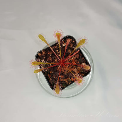 Drosera Nidiformis, Sundew, Carnivorous Plant