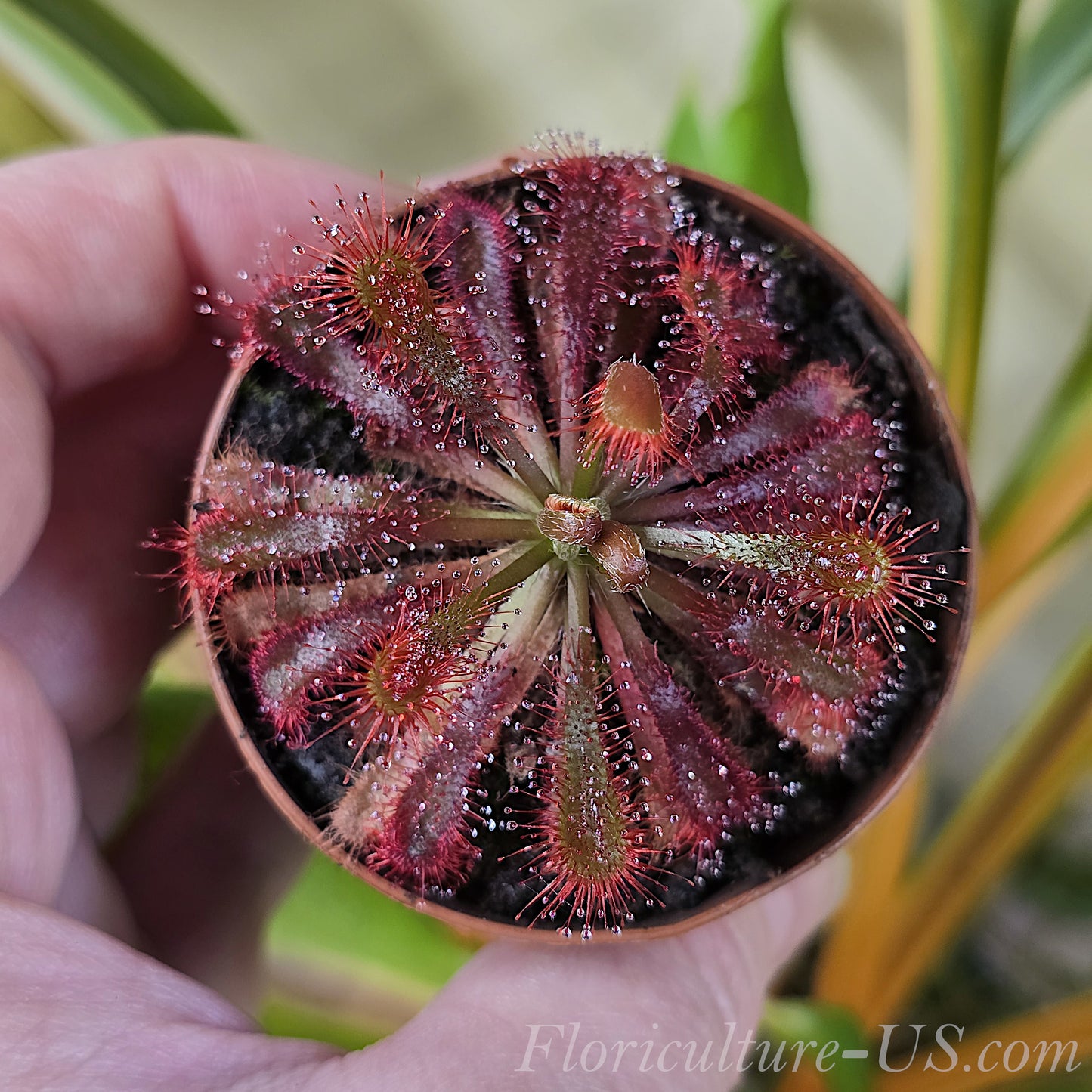 Drosera Spatulata Var. Lovellae, Sundew. Red leaves