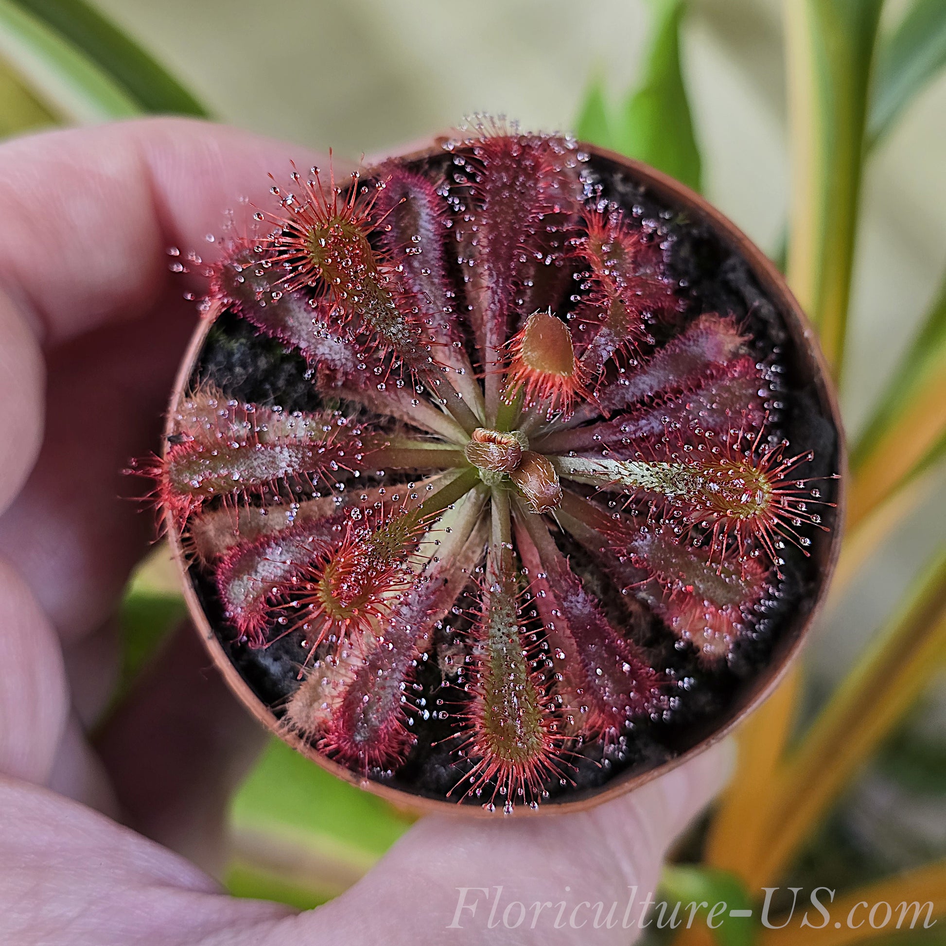 Drosera Spatulata Var. Lovellae, Sundew. Red leaves