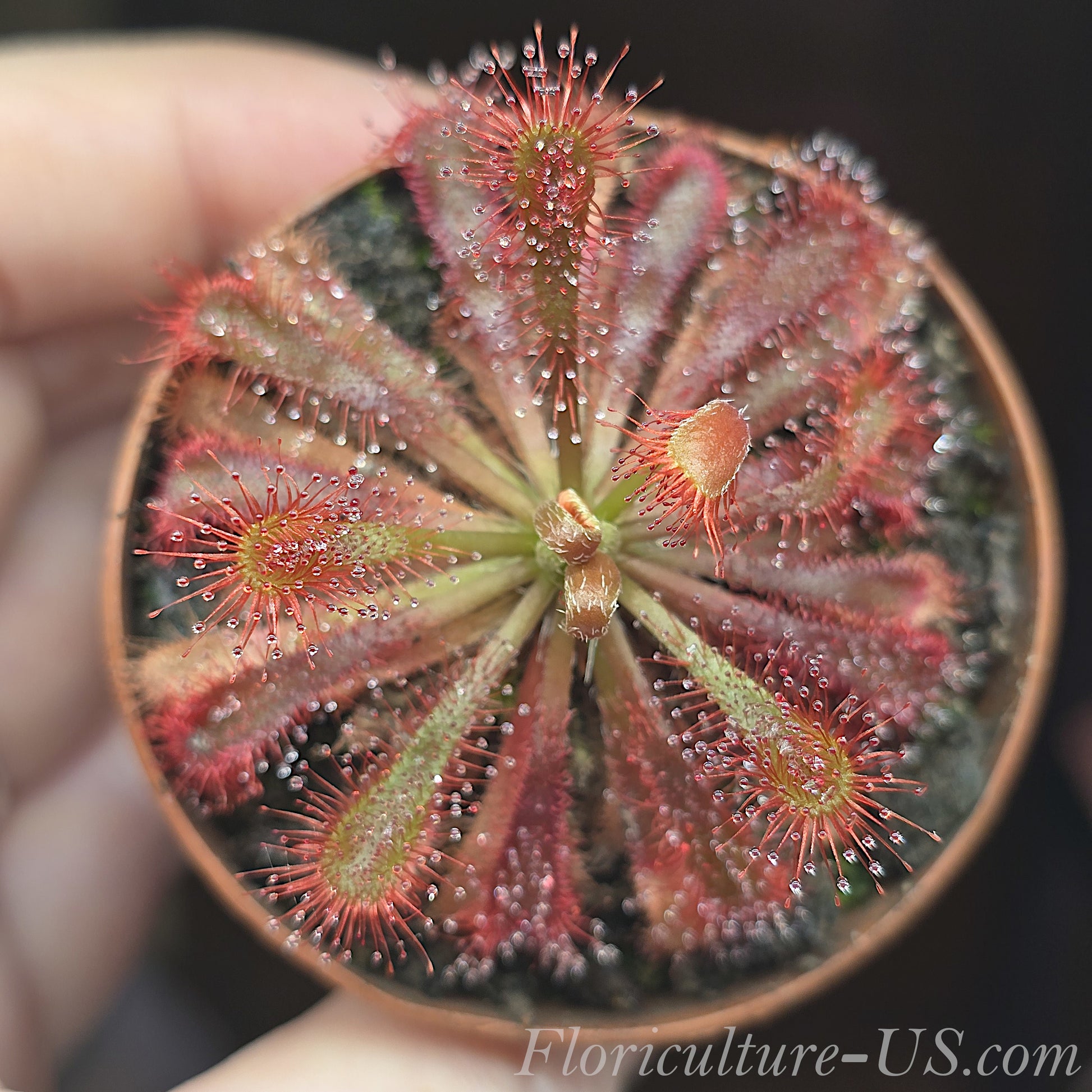Drosera Spatulata Var. Lovellae, Sundew for sale