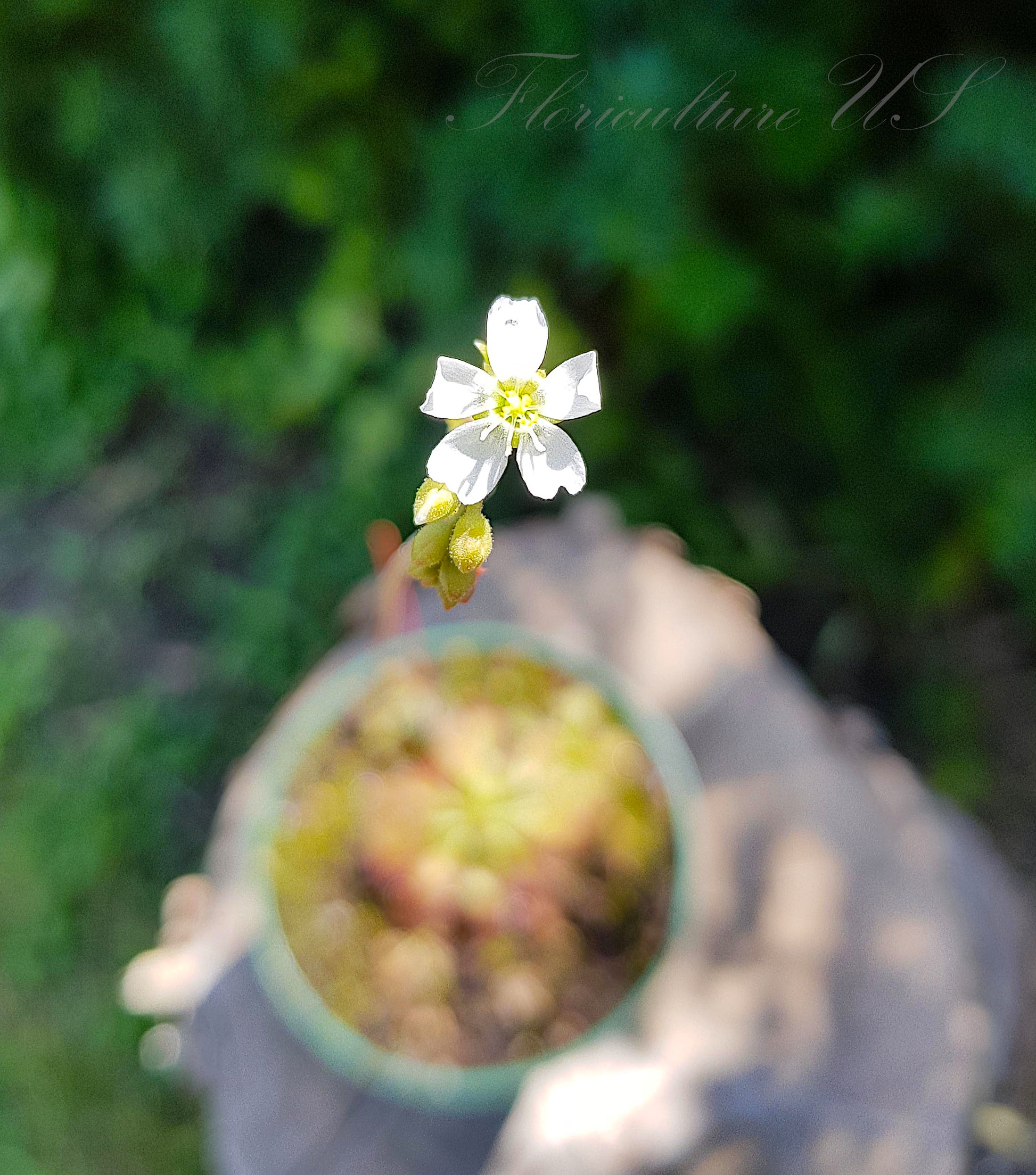Drosera Spatulata Var. Lovellae, Sundew. White Flower