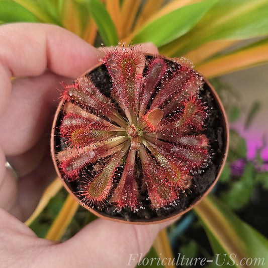 Drosera Spatulata Var. Lovellae, Sundew for sale