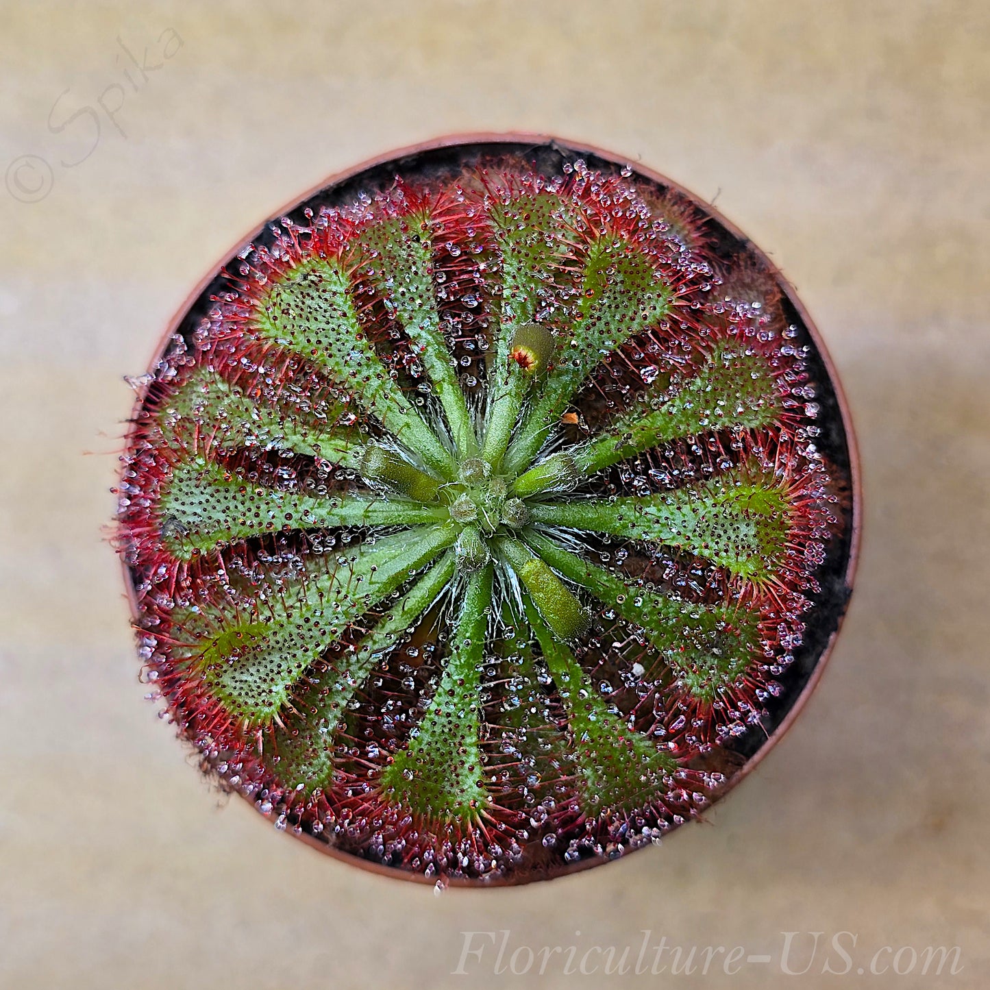 Drosera Spatulata, Sundew