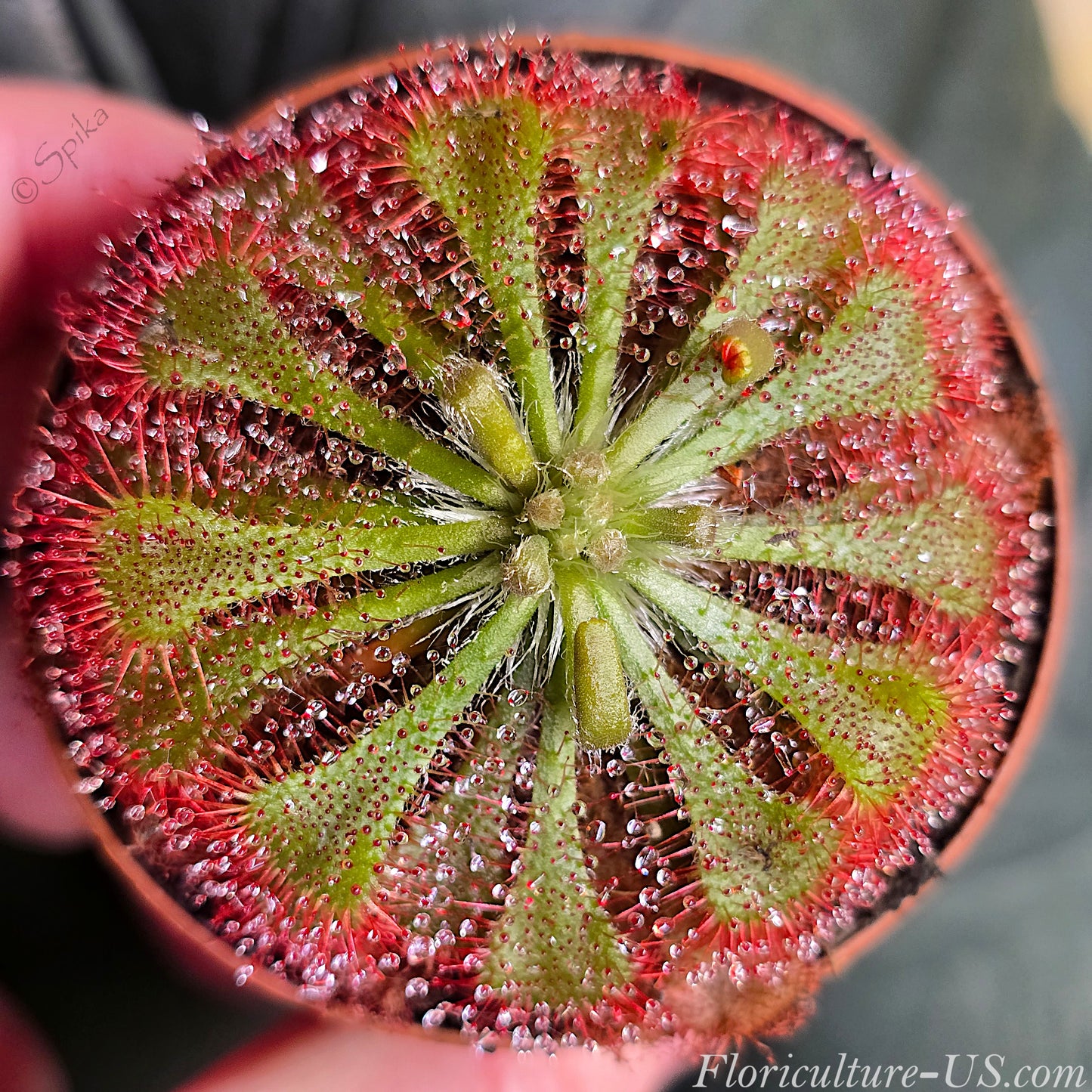 Drosera Spatulata, Sundew