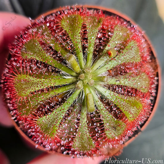 Drosera Spatulata, Sundew