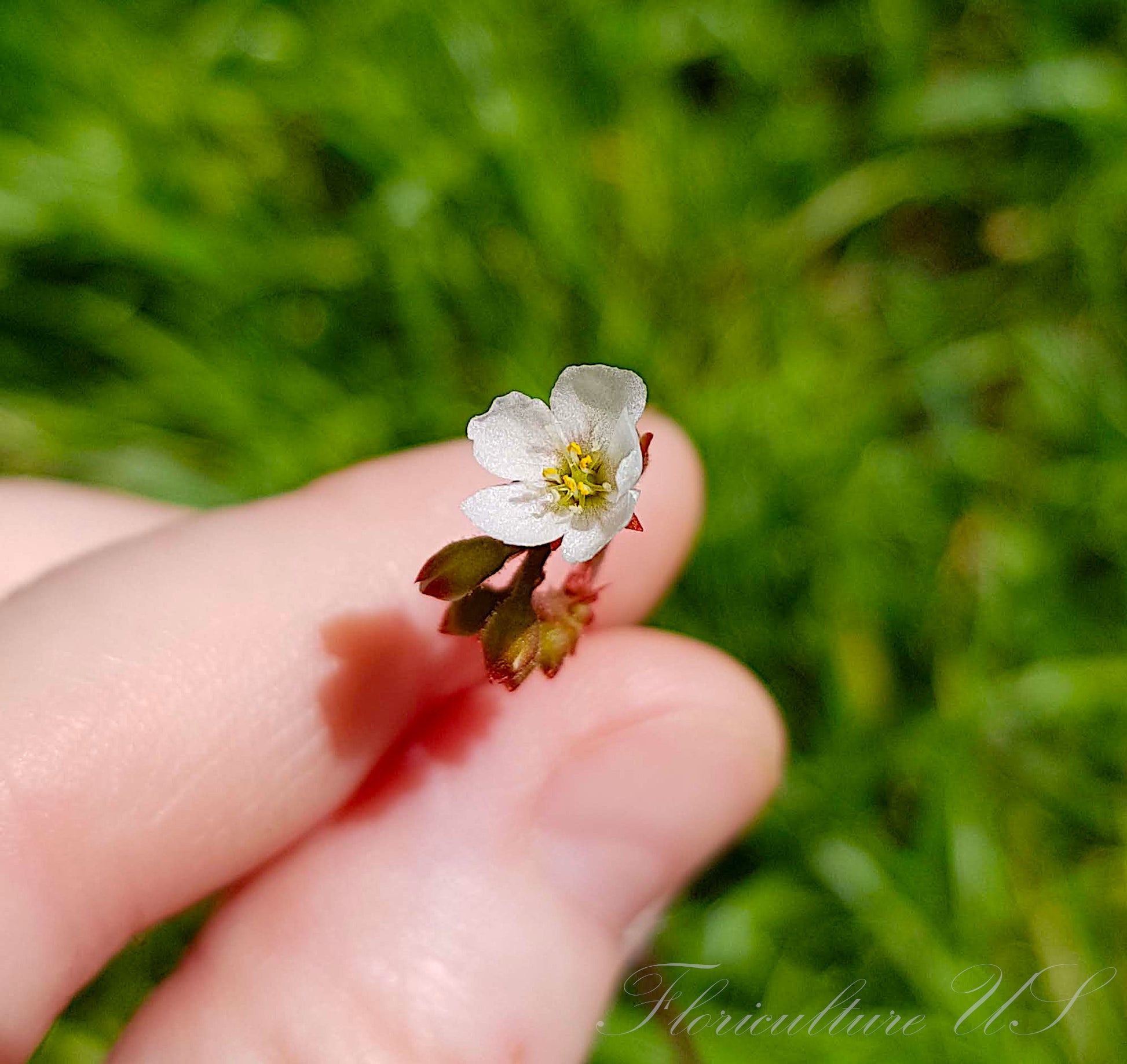 Drosera Spatulata Var. Lovellae, Sundew. White Flower