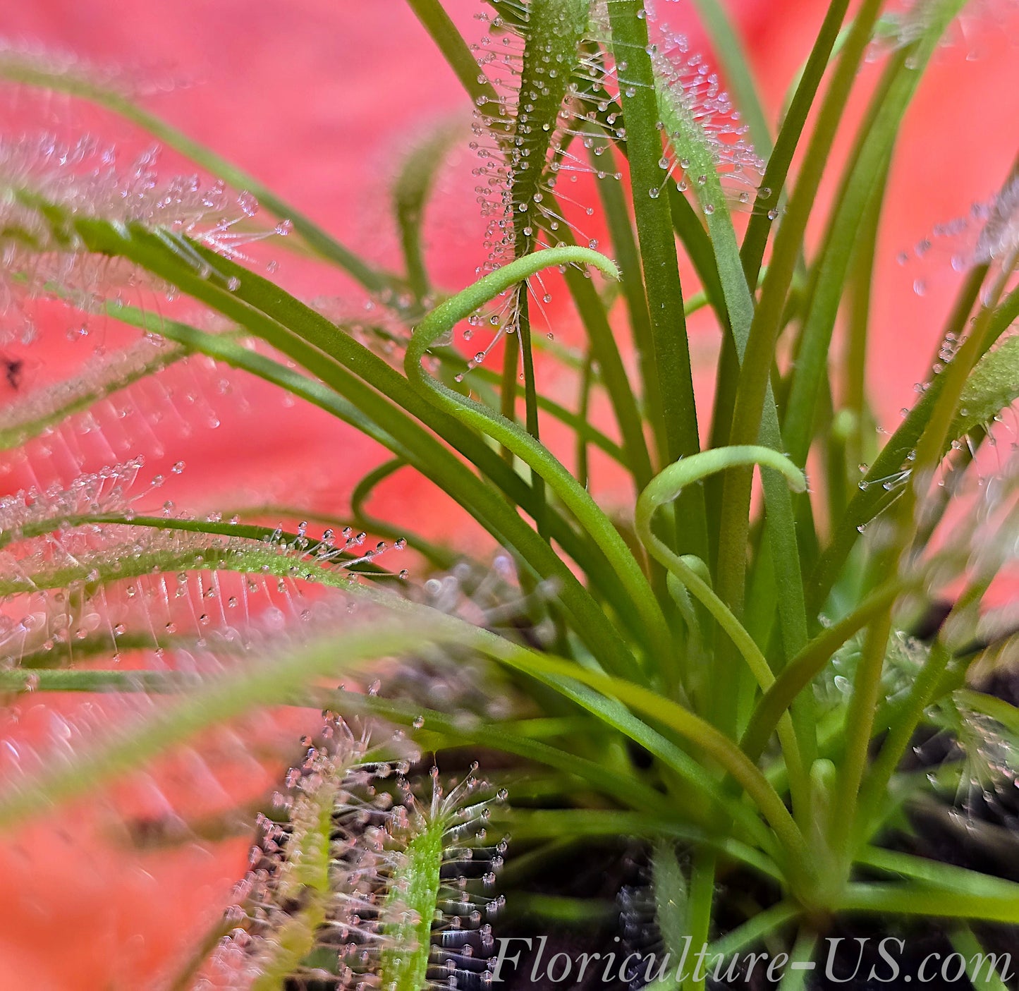 Drosera Capensis "Alba", Sundew