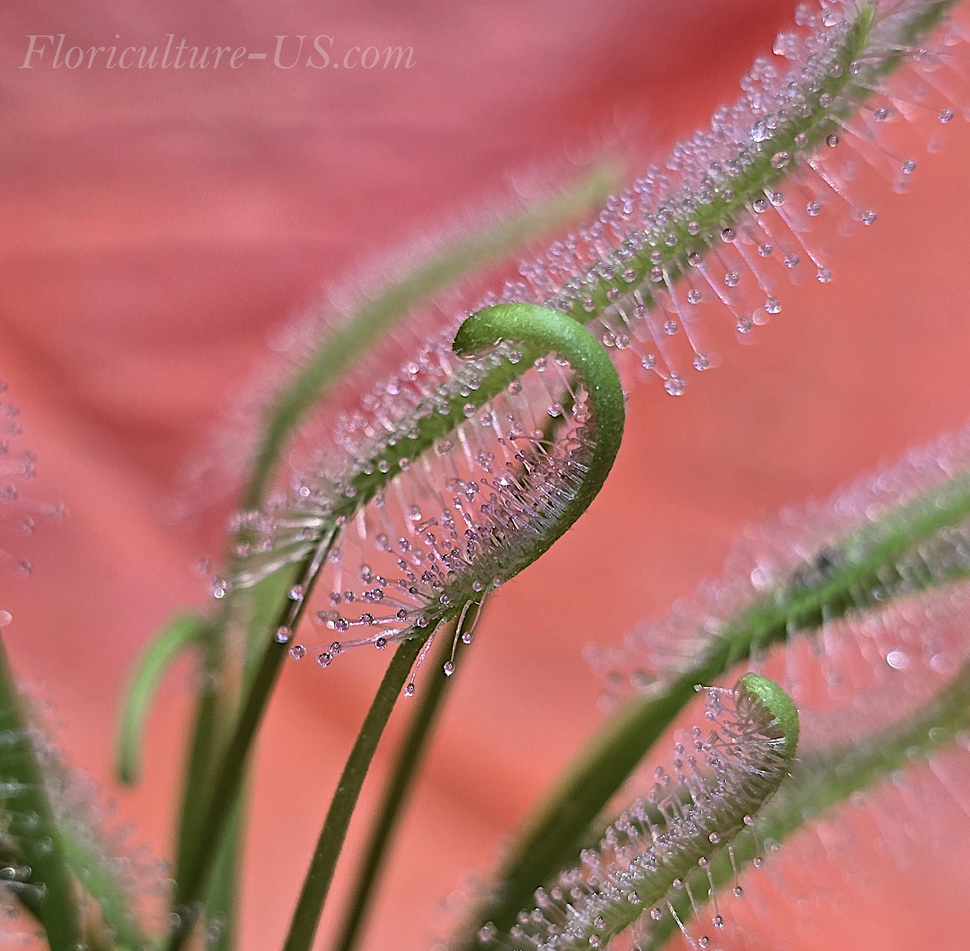 Drosera Capensis "Alba", Sundew. Leaves