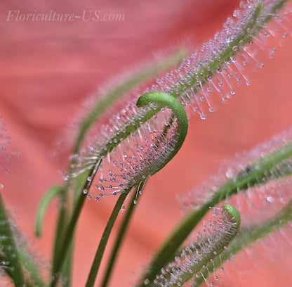 Drosera Capensis "Alba", Sundew. Leaves