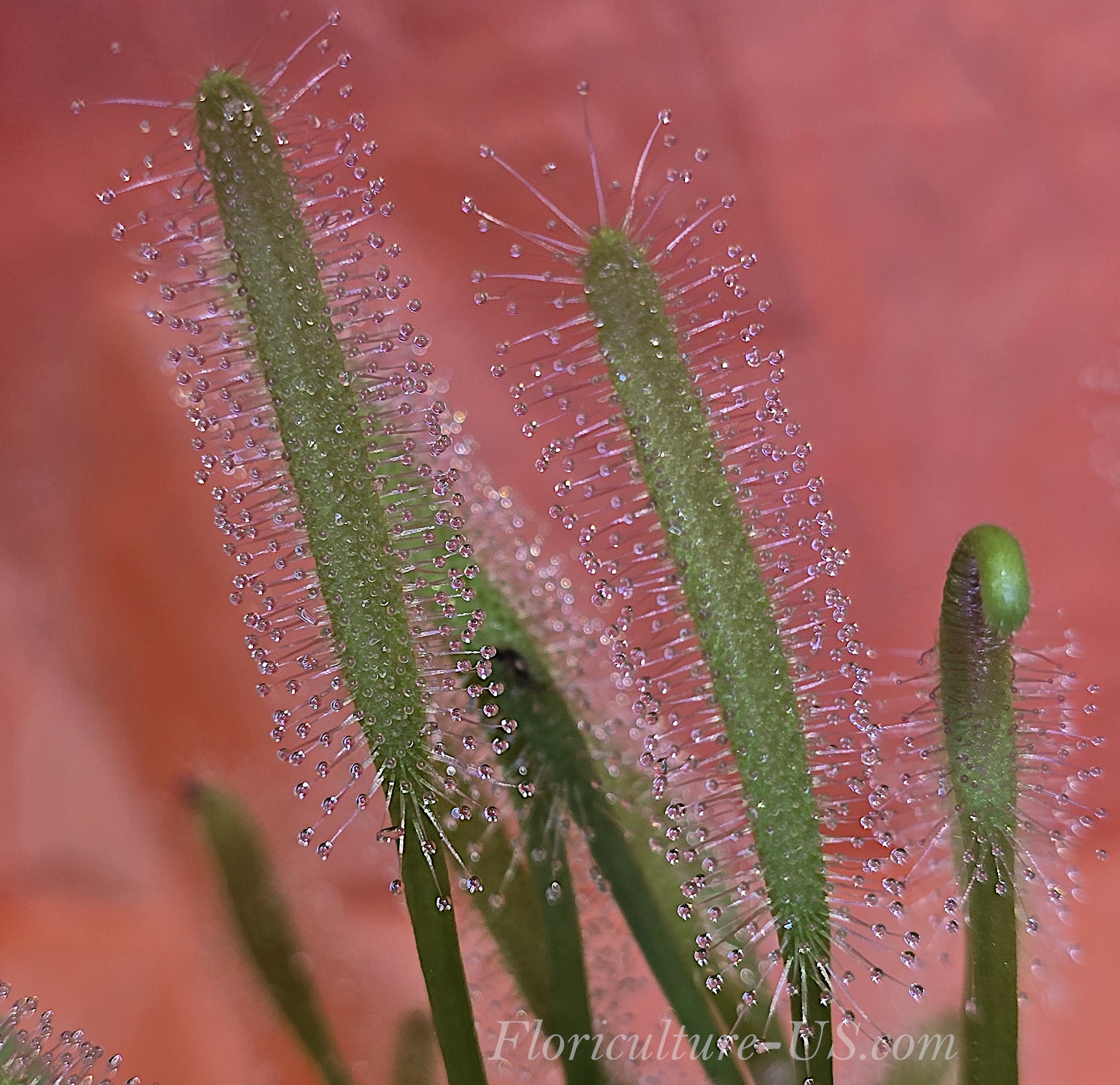 Drosera Capensis "Alba", Sundew