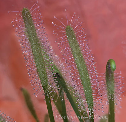 Drosera Capensis "Alba", Sundew