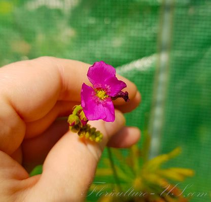 Close-up of bright pink flower of Cape Sundew Wide Leaf.