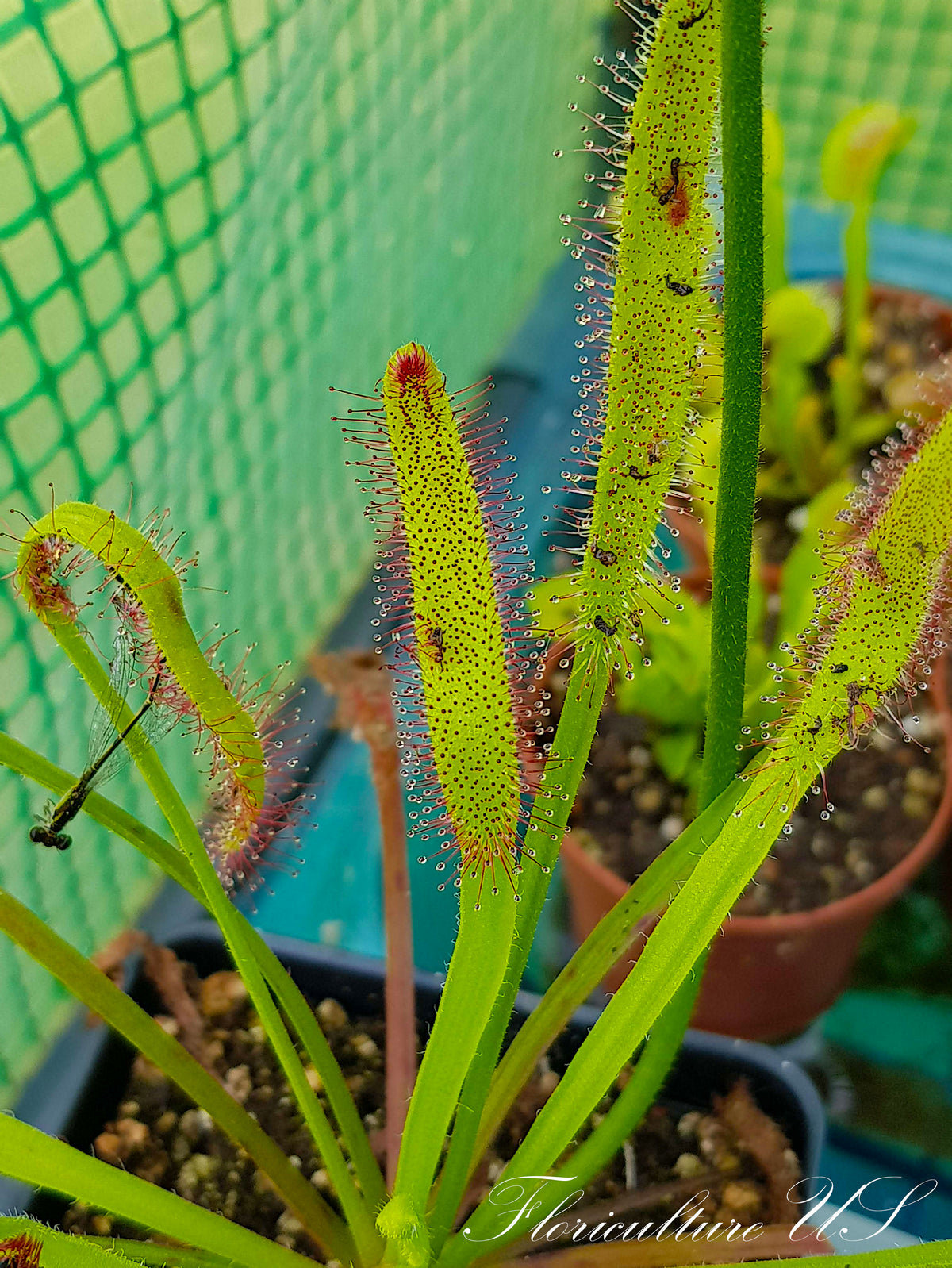 Wide leaf of Cape Sundew carnivorous plant close up.