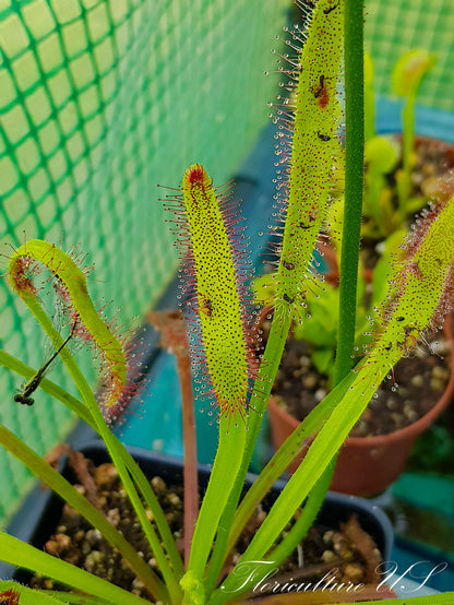 Wide leaf of Cape Sundew carnivorous plant close up.
