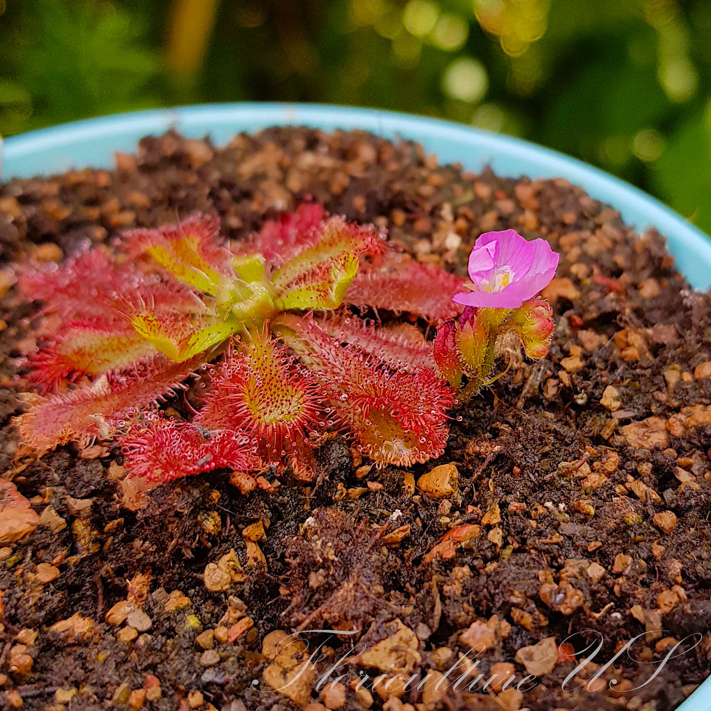 Drosera spatulata "Ivan's 3-Way Australian" seeds for sale. Rink flower