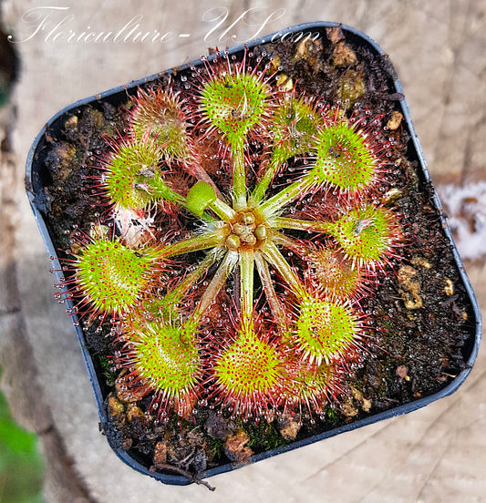 Drosera Rotundifolia, Sundew, Live plant