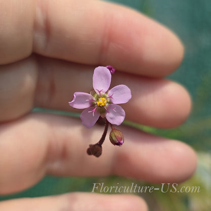 20+ Seeds Drosera Aliciae, Sundew
