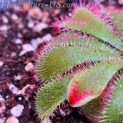 20+ Seeds Drosera Aliciae, Sundew