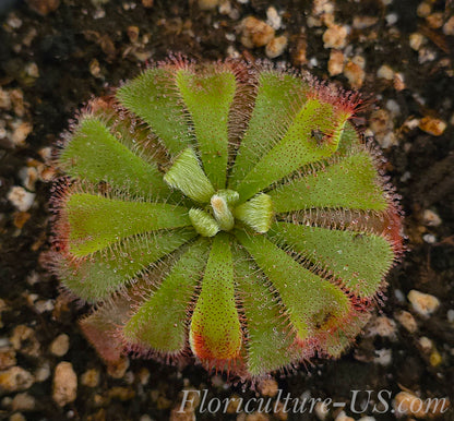 Drosera Aliciae, Sundew, Live Plant