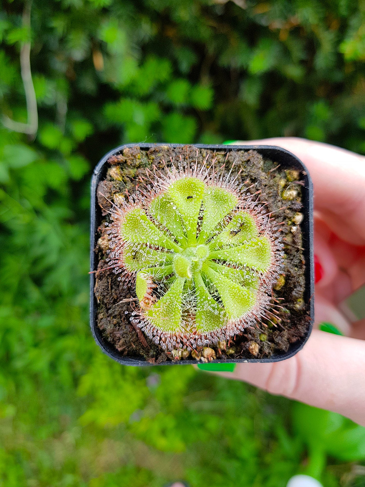 Drosera Burmannii, Sundew, Live Plant