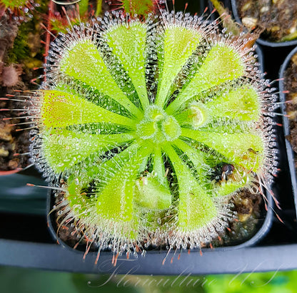 Drosera Burmannii, Sundew, Live Plant