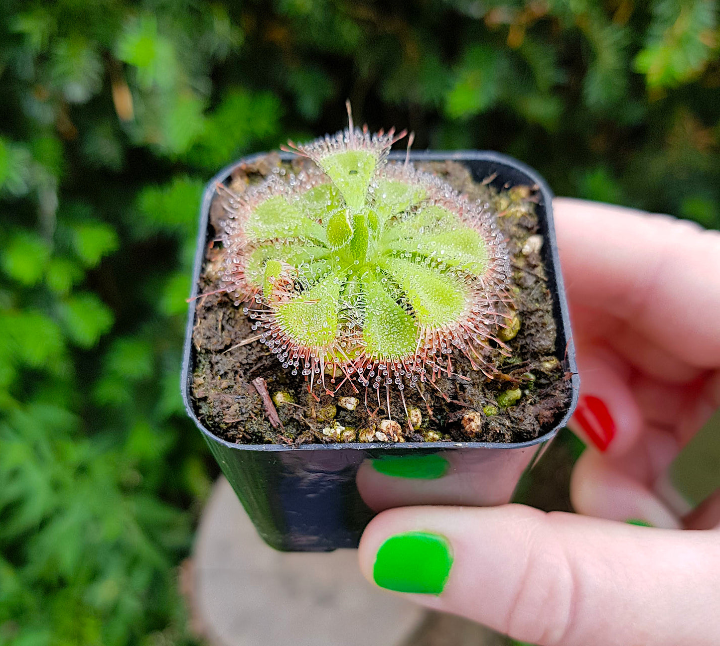 Drosera Burmannii, Sundew, Live Plant