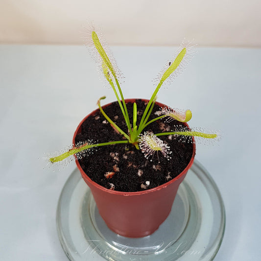Drosera Capensis "Alba", Sundew, Live Plant