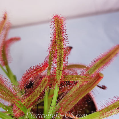 Drosera Capensis, Sundew, Live Plant