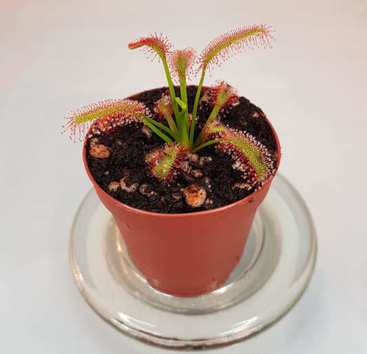 Drosera Capensis "Wide Leaf", Live Plant, Sundew, Carnivorous Plant