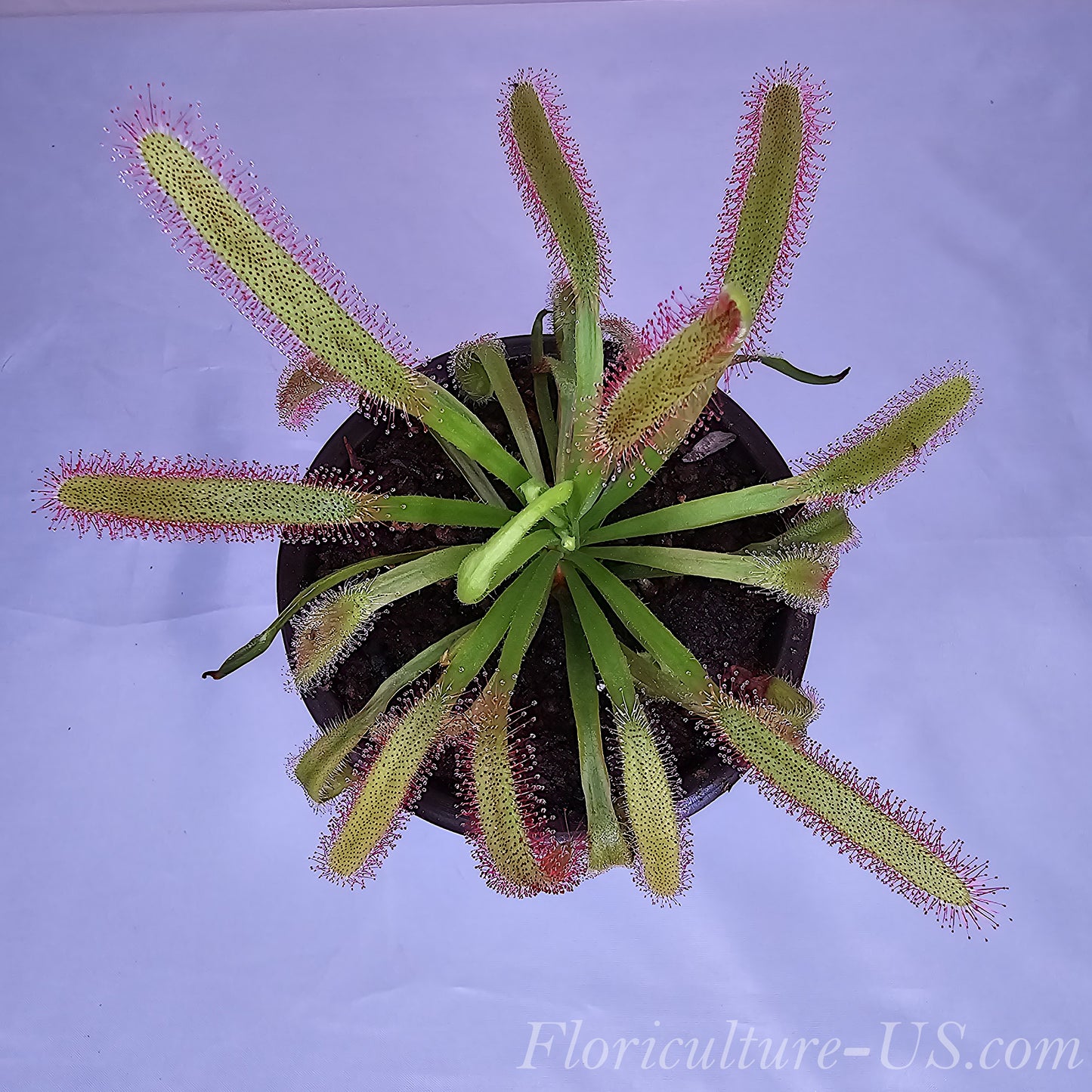 Drosera Capensis "Wide Leaf", Sundew, Carnivorous Plant