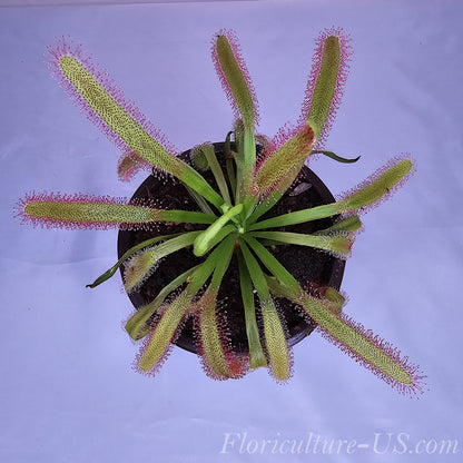 Drosera Capensis "Wide Leaf", Sundew, Carnivorous Plant