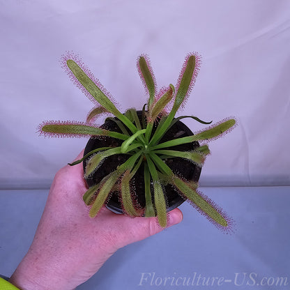 Drosera Capensis "Wide Leaf", Sundew, Carnivorous Plant