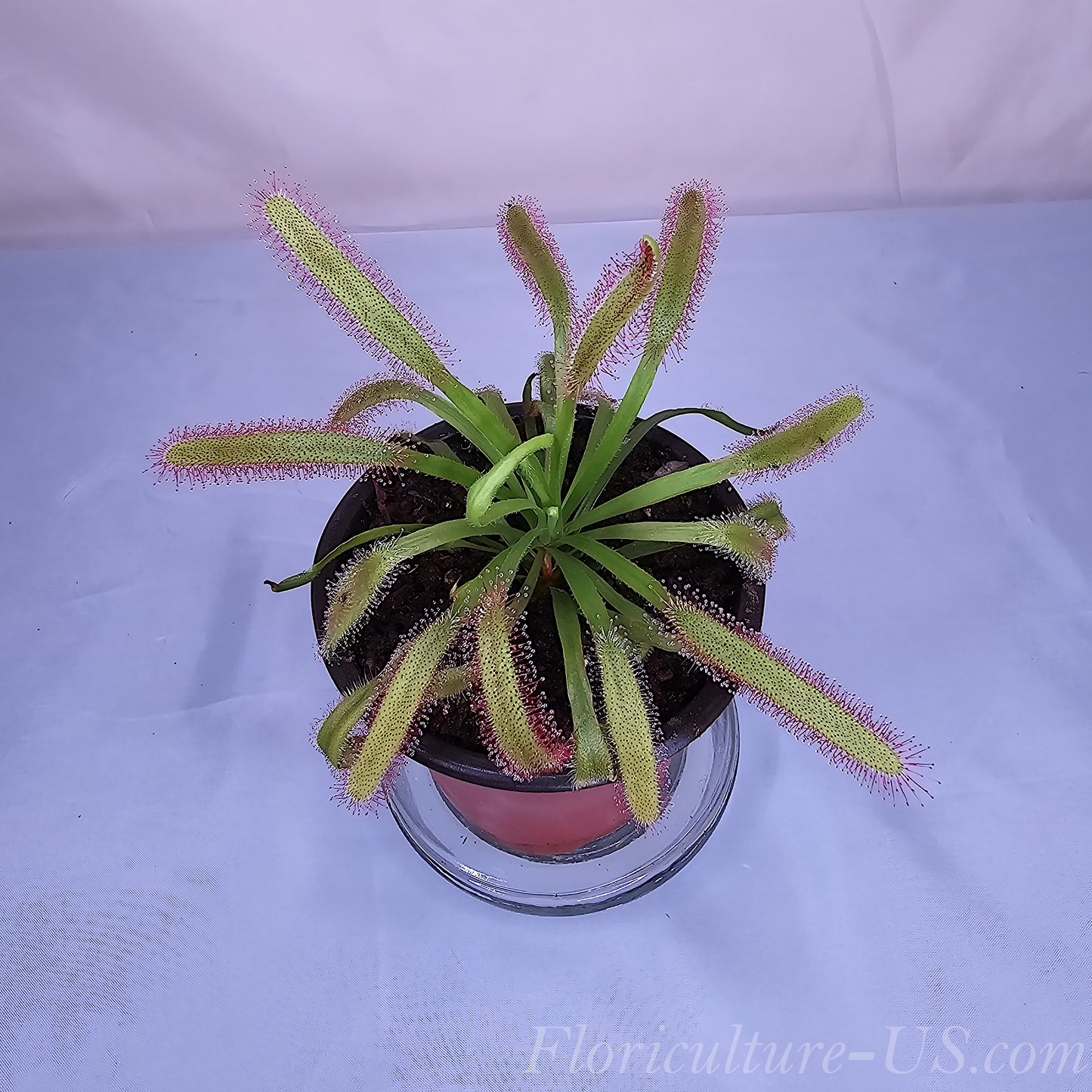 Drosera Capensis "Wide Leaf", Sundew, Carnivorous Plant