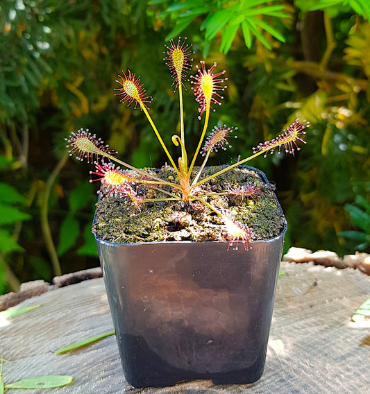 Drosera Intermedia, Sundew, Live plant