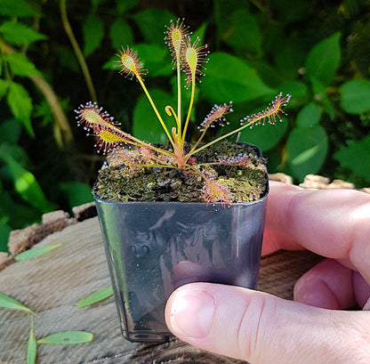 Drosera Intermedia, Sundew, Live plant