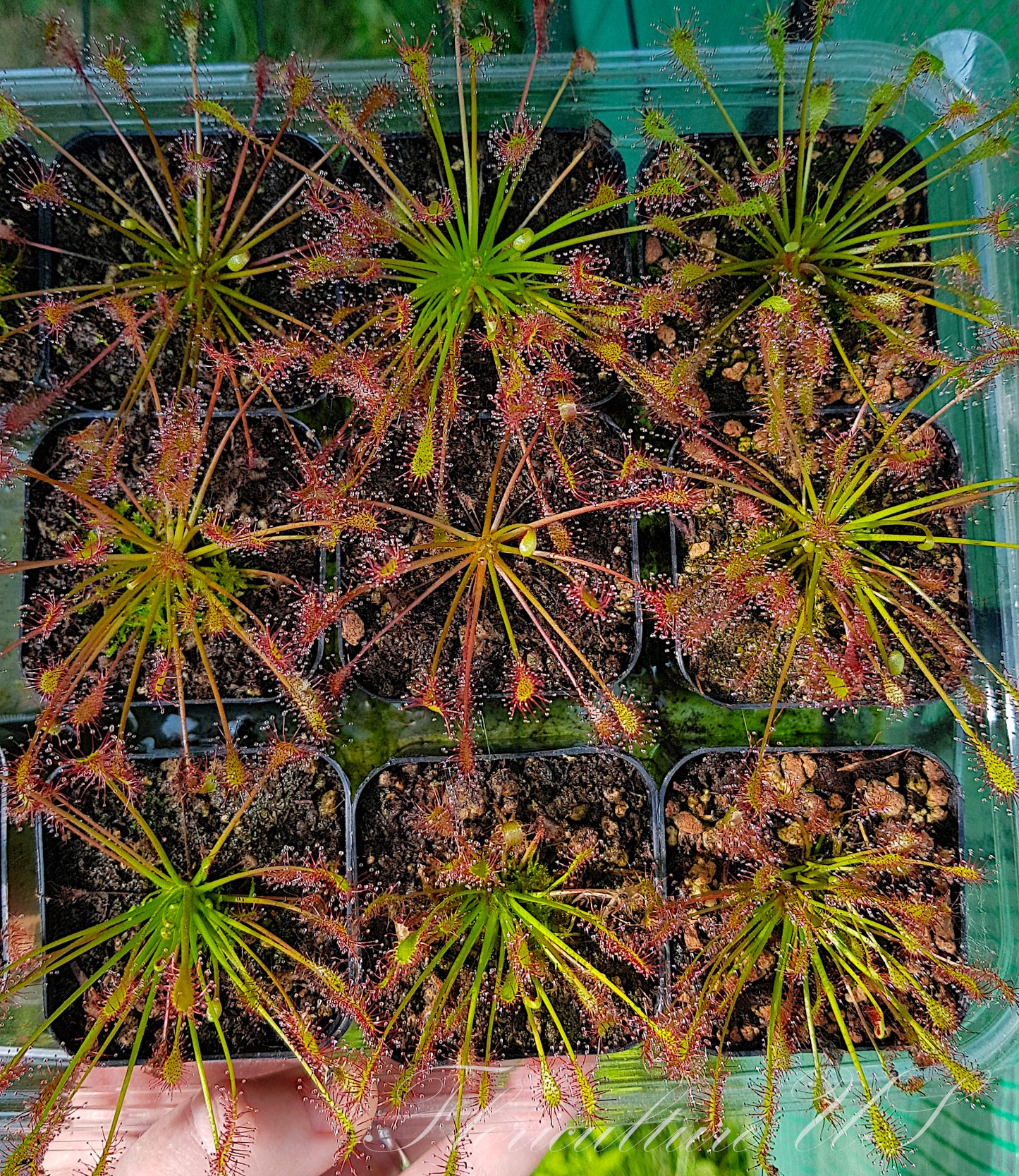 Drosera Intermedia, Sundew, Live plant