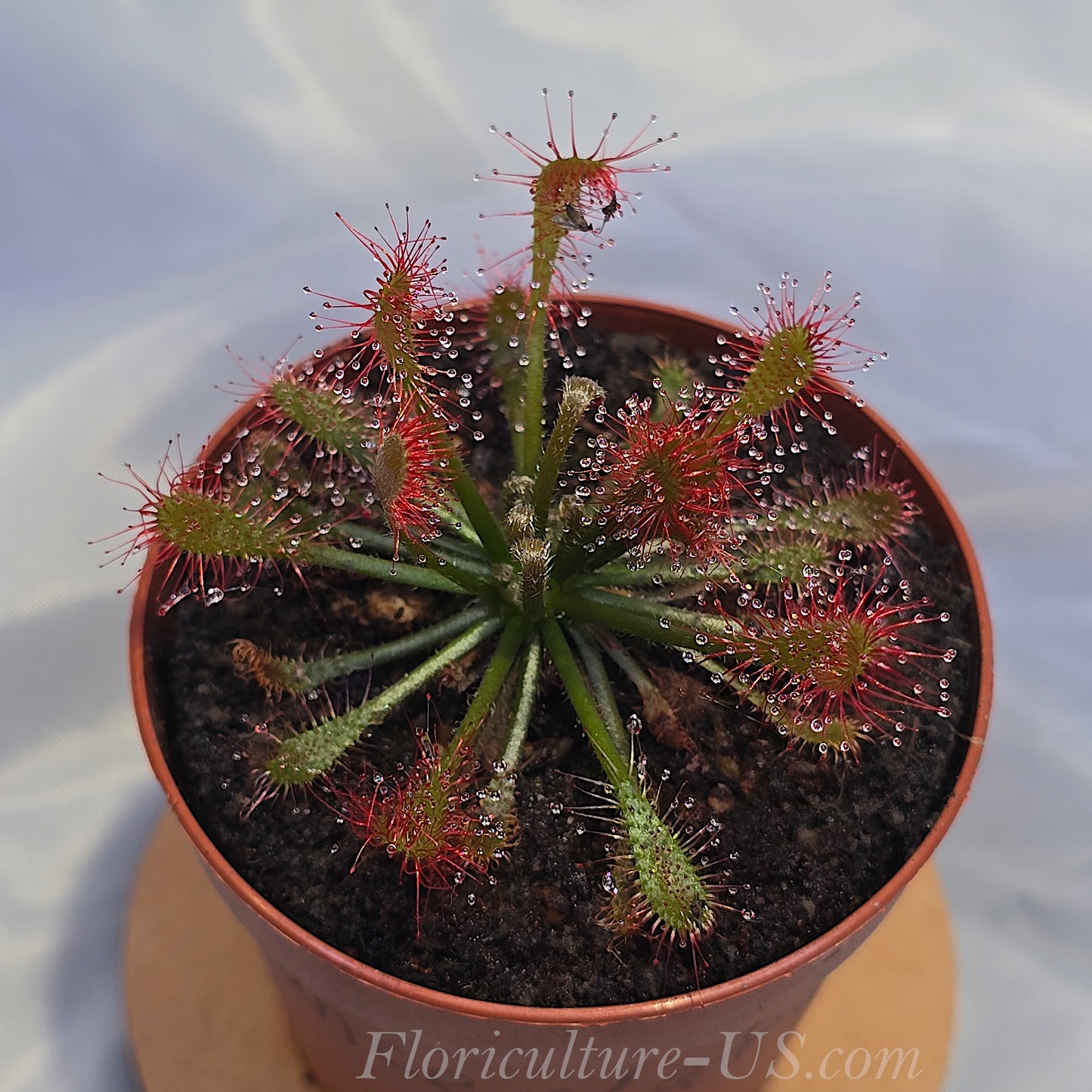 Drosera Oblanceolata, Sundew