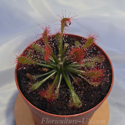 Drosera Oblanceolata, Sundew