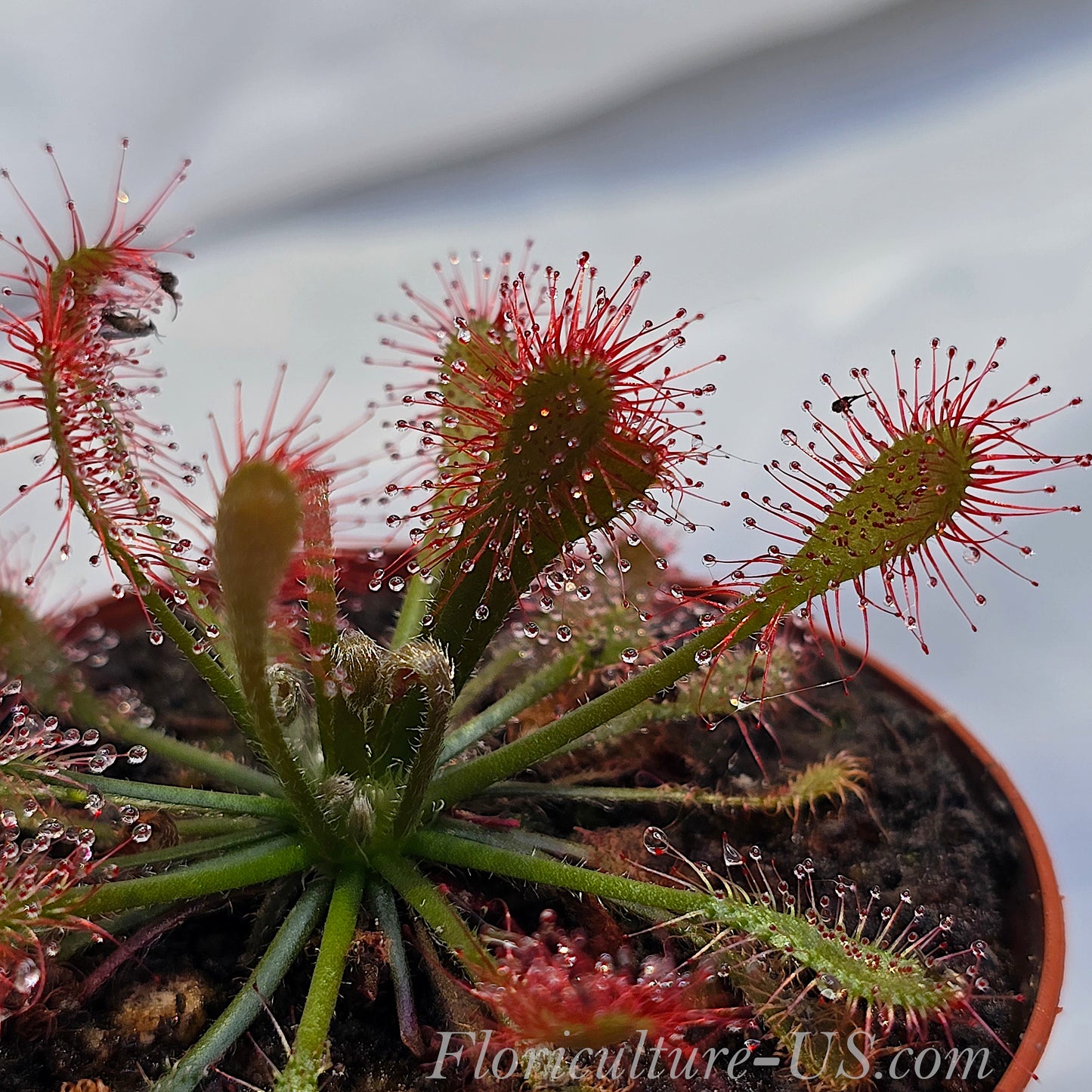 Drosera Oblanceolata, Sundew